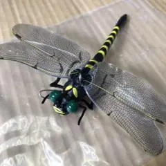 Item thumbnail for item 7be4706c-83f6-45c5-abf5-b9a4ac030aa2