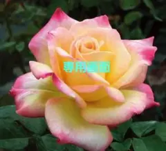 Kサマディ様専用画面です•*¨*•.¸¸☆*・゜