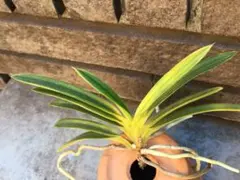 黒*代様 富貴蘭　若武者株立ち 黒*代様 富貴蘭 若武者株立ち