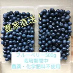 生ブルーベリー500g【栽培期間中農薬・化学肥料不使用】のサムネイル