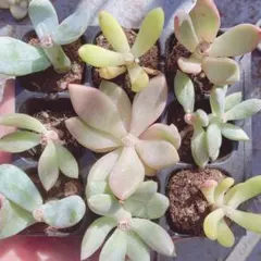 206 訳あり特価‼︎ 　多肉植物　人気種　繁殖株セット♡