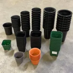 シュンランの仲間 (札落ち)(蘭陶器鉢ごと)NO.3 8/13撮影メルカリ便発送 シュンランの仲間 (札落ち)(蘭陶器鉢ごと)NO.3 8/13撮影メルカリ