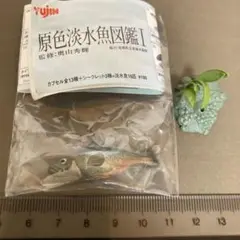 原色淡水魚図鑑