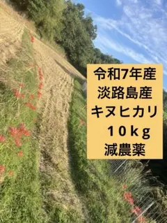 【期間限定】淡路島 新米 キヌヒカリ 10kg 令和7年産のサムネイル