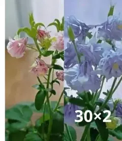 西洋オダマキ　タネ　八重咲ライトブルー＆ライトピンク（30粒×2）のサムネイル