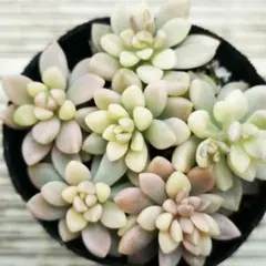 茶坊主様 リクエスト 2点 まとめ商品