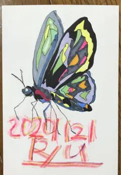 バタフライ　絵画　イラスト　ドローイング