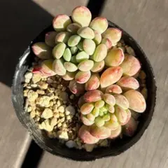 2026年最新】レッドエッグ 多肉の人気アイテム - メルカリ