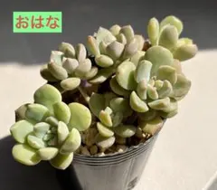 多肉植物 ぼのぼのさん【メルヘン②】抜き苗 札なし - メルカリ