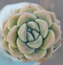 多肉植物☆アイスグリーン☆抜き苗