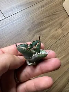 カラタネオガタマ 樹高110〜115センチ - メルカリ