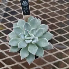 2025年最新】優木園の人気アイテム - メルカリ