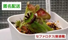 2025年最新】食虫 セファロタスの人気アイテム - メルカリ