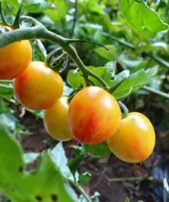 satuki様　専用ページ