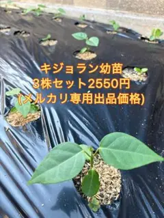 キジョラン【幼苗3株セット】(鬼女蘭・アサギマダラ)のサムネイル