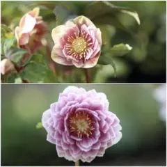 2025年最新】ソレイユ クリスマスローズの人気アイテム - メルカリ