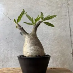 2025年最新】グラキリス 現地球の人気アイテム - メルカリ