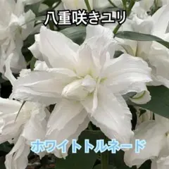 だんご様 リクエスト 3点 まとめ商品