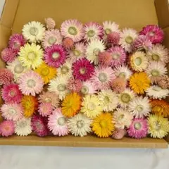 シ706 シ709 ヘリクリサム貝細工ドライフラワー | Mercari