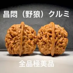 極美品】文玩核桃·遊びクルミ 野生関関公子帽38mm 希少一点物 骨質S+ 