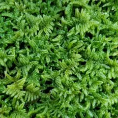 天然苔 新芽 コツボゴケ 1トレー - メルカリ