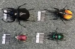 2026年最新】プラチナコガネの人気アイテム - メルカリ