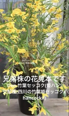 姫竹葉セッコクの中斑飴矢【竹姫】超大株 2025年最新】姫竹葉セッコクの人気アイテム - メルカリ