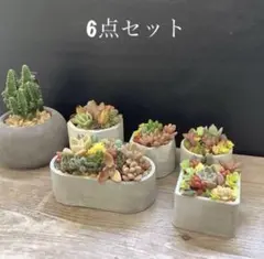 寄せ植えの頂点へ行こう！セメント植木鉢　6点セット　ハンドメイド　多肉植物鉢