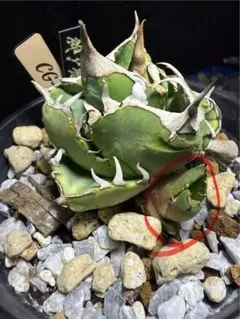 AGAVE CG-01 追星 子株 - メルカリ