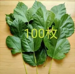 無農薬桑の葉100枚(生葉)のサムネイル