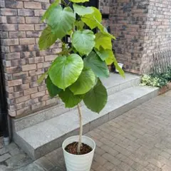 観葉植物　ウンベラータ ミニ苗　発根済み①のサムネイル