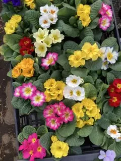 ローズガーデン様 リクエスト 4点 まとめ商品