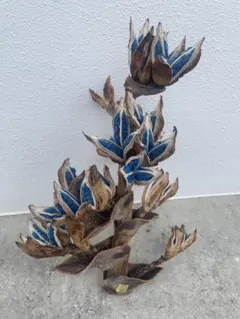 2025年最新】旅人の木 種の人気アイテム - メルカリ