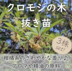 人気◆クロモジの木 抜き苗3点 森のハーブ 和製アロマオイル 精油 黒文字のサムネイル