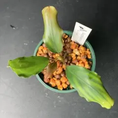 Nepenthes veitchii hyb. 食虫植物 ネペンテス ビーチ - メルカリ