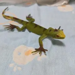 オーストラリア　トカゲ フィギュア 爬虫類 模型のサムネイル