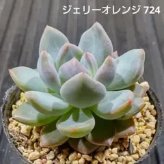 ジェリーオレンジ 724 エケベリア 多肉植物 抜き苗