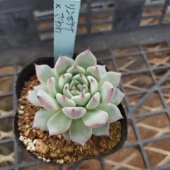 2025年最新】多肉リンゼアナの人気アイテム - メルカリ