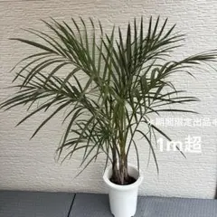 鉢ごと匿名配送＊トックリヤシモドキ　大型観葉植物　3株入りのサムネイル