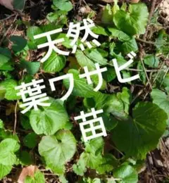 2026年最新】わさびの葉の人気アイテム - メルカリ