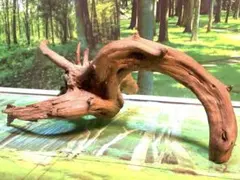 2026年最新】ブランチ 流木の人気アイテム - メルカリ