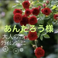 ✴️ あんたろう様　ご購入のページ　✴️