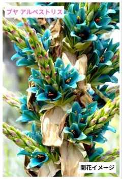 2025年最新】プヤ アルペストリスの人気アイテム - メルカリ