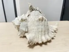 シャコ貝　片面　インテリア　飾り物　　　　　　　アクセサリー　オブジェ シャコ貝 片面 インテリア 飾り物 アクセサリー オブジェ - メルカリ
