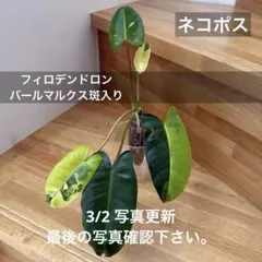 2026年最新】斑入りフィロデンドロンの人気アイテム - メルカリ