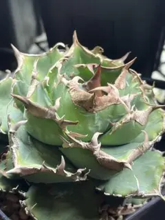 2026年最新】清櫻 アガベの人気アイテム - メルカリ