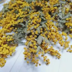 本日セール　ミモザ ドライフラワー スワッグ 花材