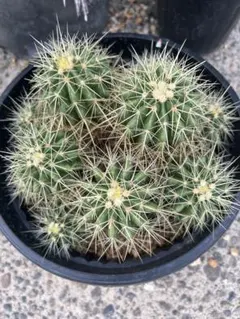 2025年最新】金鯱 群生の人気アイテム - メルカリ