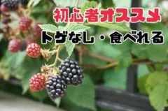 トゲなし ブラックベリー