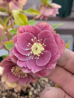 ♡いより♡★プロフ必読お願いします★、ソレイユを含む クリスマスローズ苗 2025年最新】ソレイユ クリスマスローズの人気アイテム - メルカリ